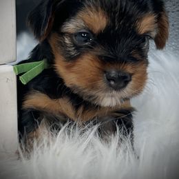 Girl 2..green - Black and tan female Yorkshire Terrier puppy in Machesney Park, Illinois from 3 Yorkie Family