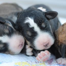 Bernedoodle and Sheepadoodle Puppies from Cooper Creek Puppies