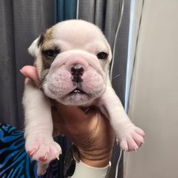 Taco - Red brindle and white female Bulldog puppy in Laurel, Montana from Bull Mountain Bulldogs
