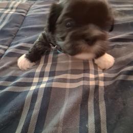 Teddy - Chocolate male Shih Tzu puppy in Lake Worth, Florida from Shih Tzu Cottage