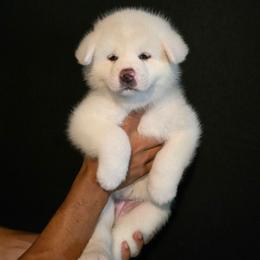 Purple Collar - White female Japanese Akitainu puppy in New Castle, Pennsylvania from Four Seasons Akita (Shikisou)