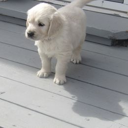 Golden Retriever Puppies from Kansas Prairie Pups