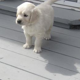 Golden Retriever Puppies from Kansas Prairie Pups