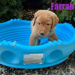 Farrah - Yellow female Labrador Retriever puppy in Tigard, Oregon from Morrison Labrador Retreivers