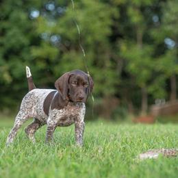 German Shorthaired Pointer and Vizsla Puppies from Nosam Kennels