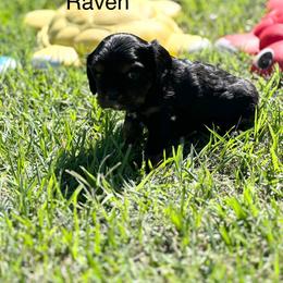 Raven - Black and tan male Cavalier King Charles Spaniel puppy in Broken Arrow, Oklahoma from Cavalier King Charles Heartland