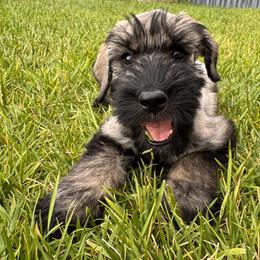 Pepper and salt, Boy 2 - Blue Collar - Pepper and salt male Giant Schnauzer puppy in St George, Utah from Schnauzer Ranch