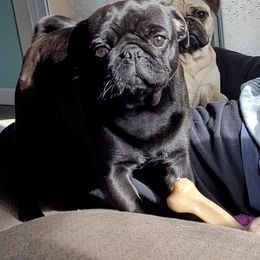 Ella - Pug