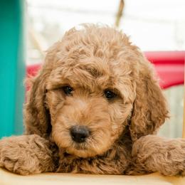 "Am I cute or what??" Labradoodle and Poodle Puppies from Grace Kennel