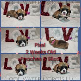 Pixel - Red female Pembroke Welsh Corgi puppy in Kiowa, Colorado from Cool Water Corgis LLC