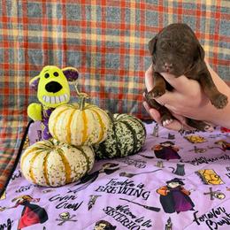 Winnie - Phantom female Poodle puppy in Jacksonville, Florida from Creek Side Kennels