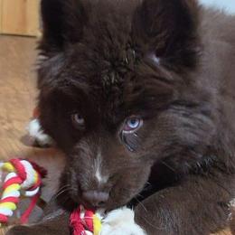 FireFly - Brown and white female Siberian Husky puppy in East Tawas, Michigan from BurnsBerg's Woolies