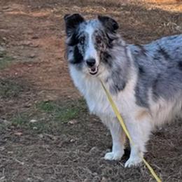 Star - Shetland Sheepdog