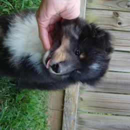 Shetland Sheepdog Puppies from Carolyn Spears's Shetland Sheepdogs