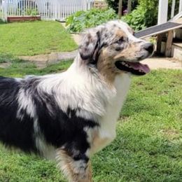 Grit  - Australian Shepherd