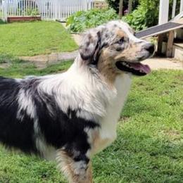 Grit  - Australian Shepherd