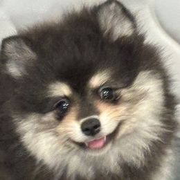Valli girl - Black and tan female Pomeranian puppy in Palatka, Florida from Sugarland Pomeranians