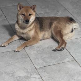 Zaria - Shiba Inu