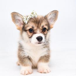Piper - Sable female Pembroke Welsh Corgi puppy in San Antonio, Texas from Moxxi's Legacy Corgis