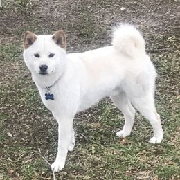 Luke - Shiba Inu
