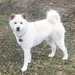 Luke - Shiba Inu