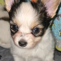 Boy 3 - Black brown and white male Papillon puppy in Forest City, North Carolina from Eastern Papillions