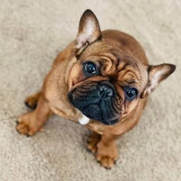 Gracie - French Bulldog