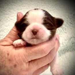 Chett - Chocolate male Shih Tzu puppy in Tallahassee, Florida from Bows and Bow Ties