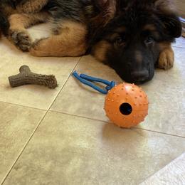 German Shepherd Puppies from Vom Hillhaus