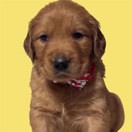 Golden Retriever Puppies from Brilliant Golden Furry Tails