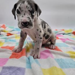 Winston - Harlequin male Great Dane puppy in Kannapolis, North Carolina from Carolina Great Danes & Toy Poodles