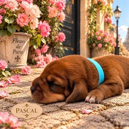 Pascal - Mahogany and white male Basset Hound puppy in Lubbock, Texas from Hound House