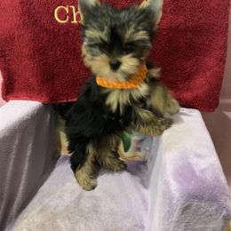 Yorkshire Terrier Puppies from Charm's Kennel