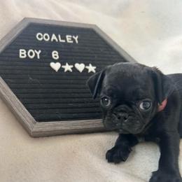 Boy 6 - Black male Pug puppy in Norborne, Missouri from Pug Palace