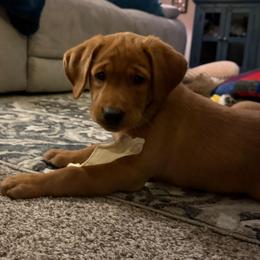 Comet-Black collar - Yellow male Labrador Retriever puppy in Twin Falls, Idaho from Whispering White Pines Labradors