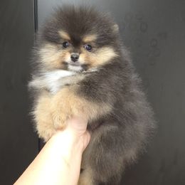 Boy 3 - Black and tan male Pomeranian puppy in Meherrin, Virginia from Traveling Poms