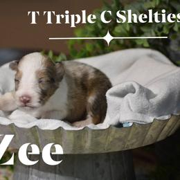 Zelelda aka Zee (Pending waiting list) - Sable merle and white female Shetland Sheepdog puppy in Gladbrook, Iowa from T Triple C Shelties