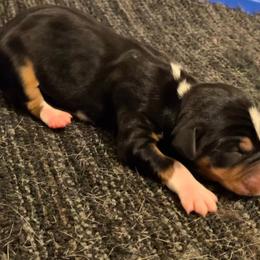 Girl 2 - White black and tan female Rat Terrier puppy in Iowa Falls, Iowa from Hawthorne Terriers
