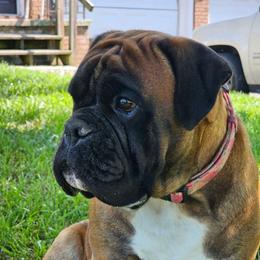 ISLA - Boxer