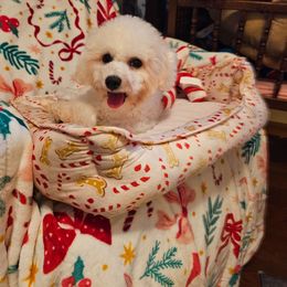 Ginger - White and buff female Bichon Frise puppy in Chatham, Illinois from Bichon Frise Partnership