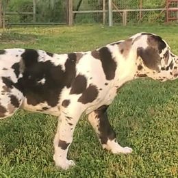 Great Danes from House of Henry Great Danes 2