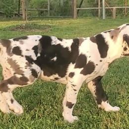 Great Danes from House of Henry Great Danes 2