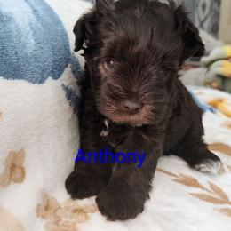 Anthony - Liver male Miniature Schnauzer puppy in Diana, Texas from Happy Pawz Schnauzers