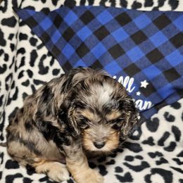 Junior - Merle male Cockapoo puppy in Holden, Missouri from Rouffman Doodles