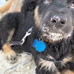 Australian Shepherd, Miniature American Shepherd, and Miniature Australian Shepherd Puppies from Coast to coast Aussies