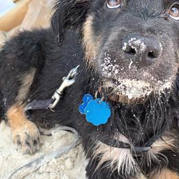 Australian Shepherd, Miniature American Shepherd, and Miniature Australian Shepherd Puppies from Coast to coast Aussies