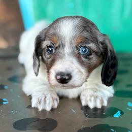 Stella - Dapple female Dachshund puppy in Hawley, Texas from Foxy’s Dachshunds & Toy Aussies