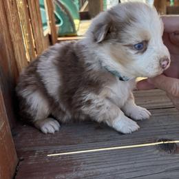 Bella - Red merle female Australian Shepherd puppy in Fontana, California from J.O Family Aussies