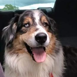 Australian Shepherds from Ramos Standards
