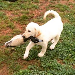 Jack Russell Terrier and Labrador Retriever Puppies from Canine Assist